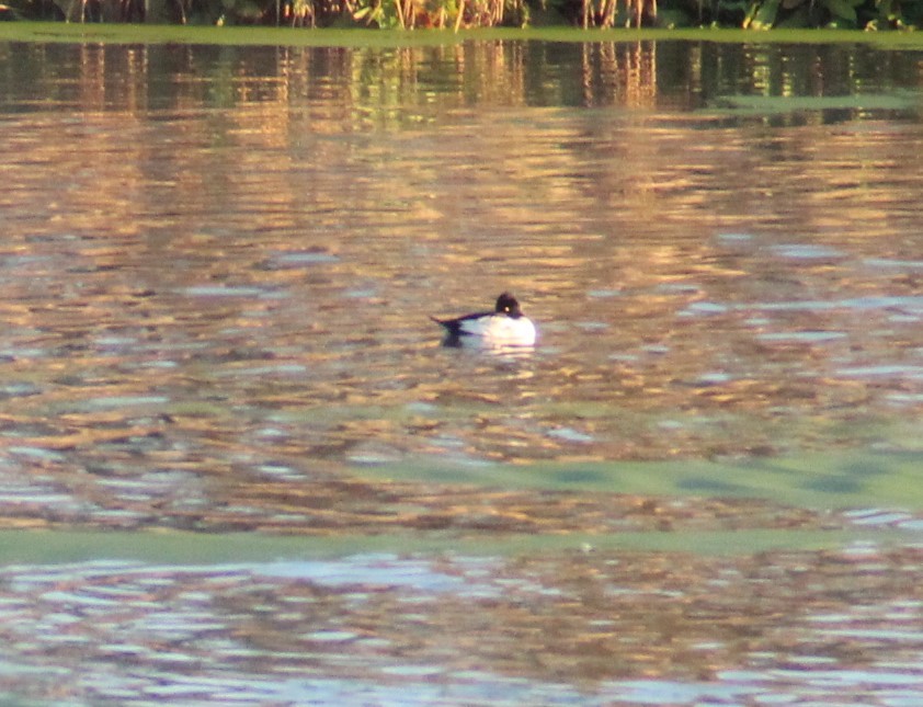 Common Goldeneye - ML407873861