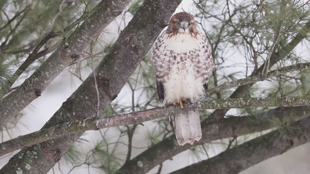 Red-tailed Hawk - ML407873901