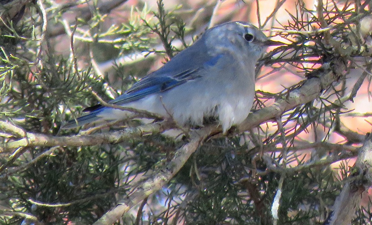 Mountain Bluebird - ML407874321