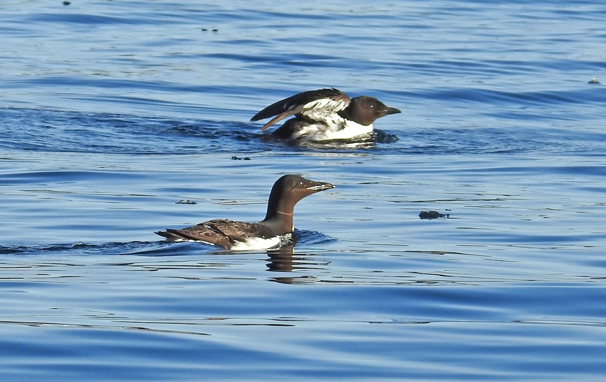 Thick-billed Murre - Jean Iron