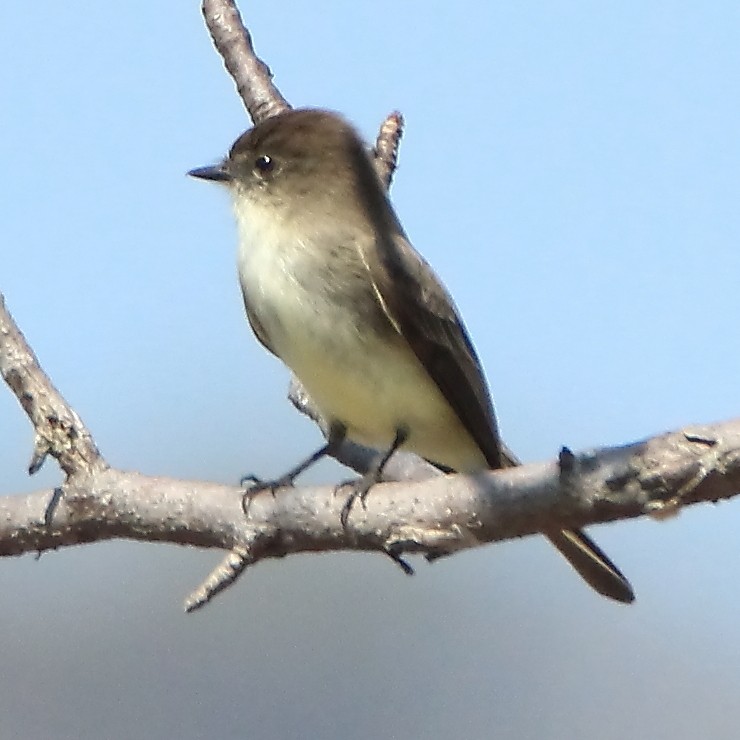 Eastern Phoebe - ML407876171