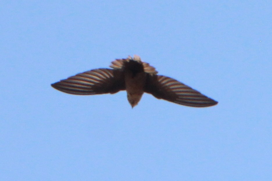 Vencejo de Vaux - ML407876551