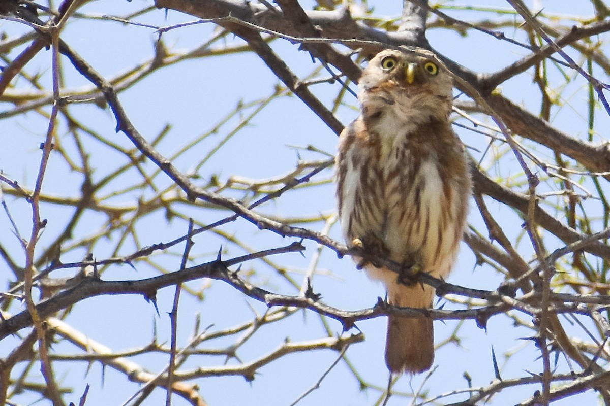 Peruvian Pygmy-Owl - Guillermo Padierna