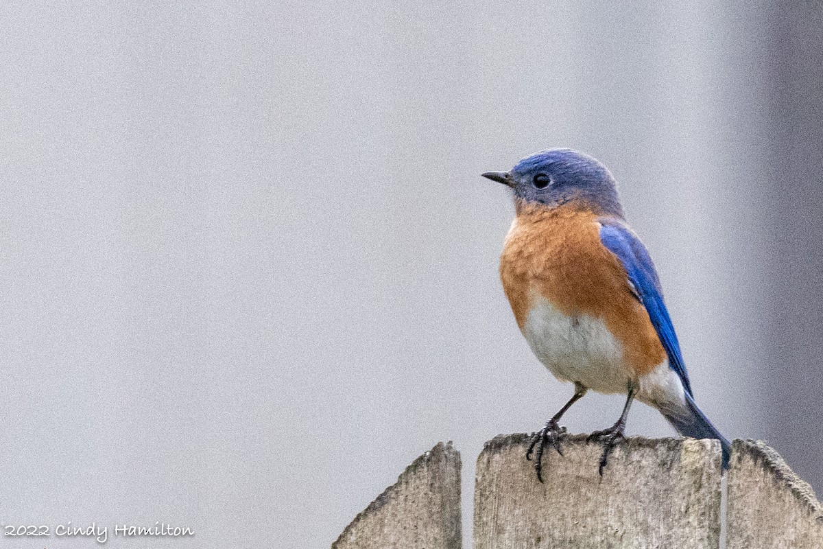 Eastern Bluebird - ML407880311