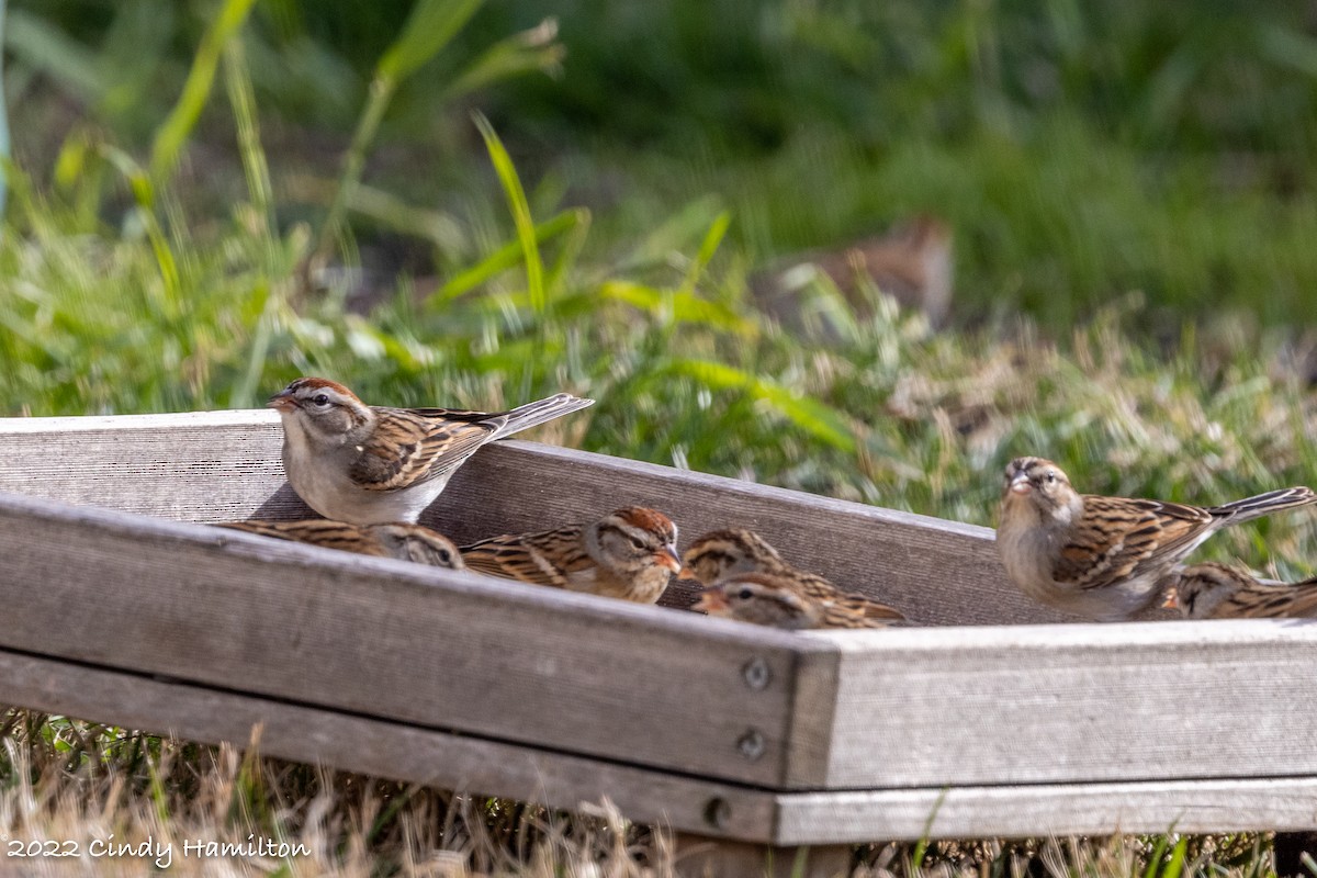 Chipping Sparrow - ML407880481