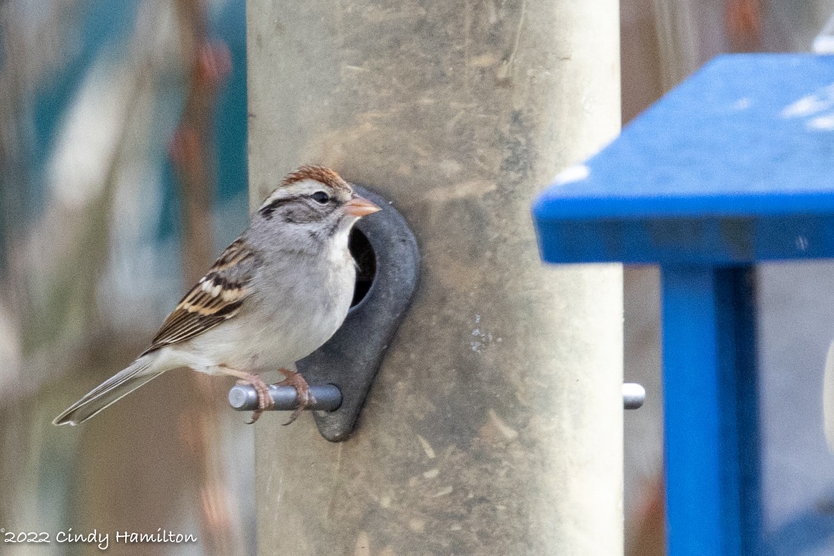 Chipping Sparrow - ML407880671