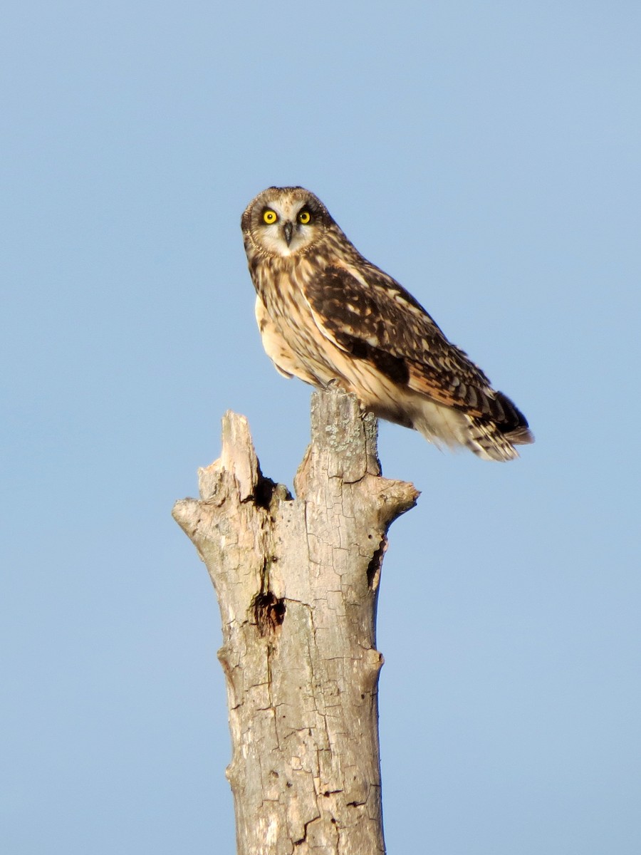 Short-eared Owl (Northern) - ML40788171