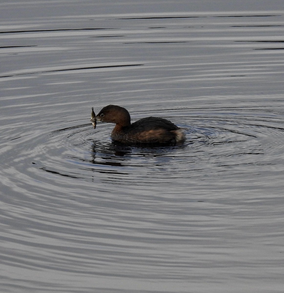 Pied-billed Grebe - Keith Riding