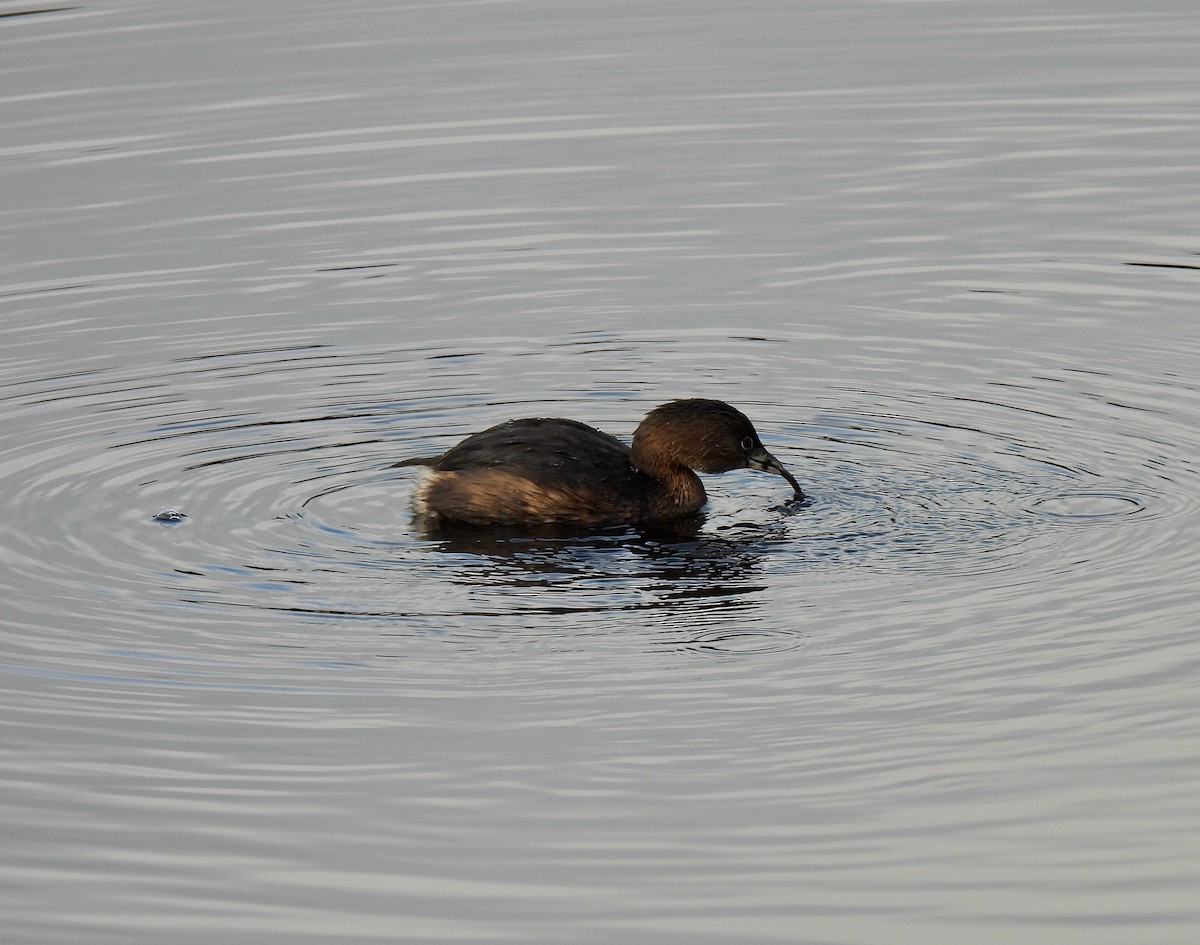 Pied-billed Grebe - Keith Riding
