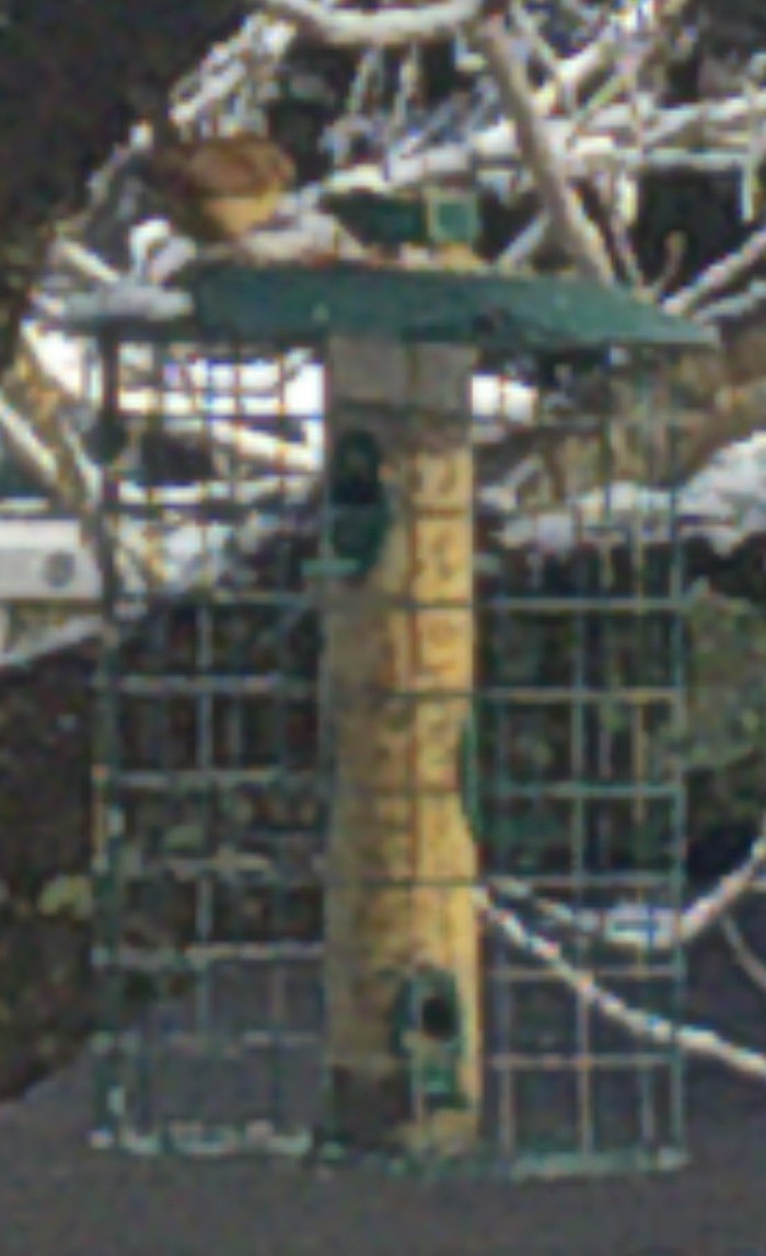 Carolina Wren - ML407882451