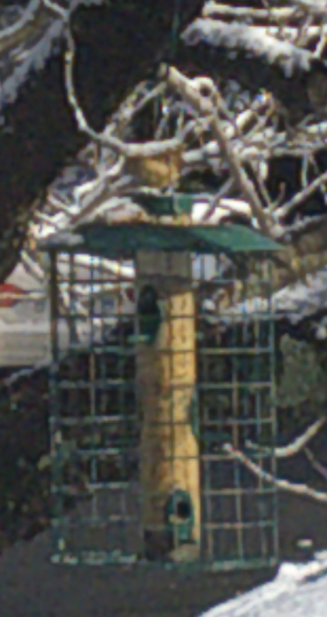 Carolina Wren - ML407882611