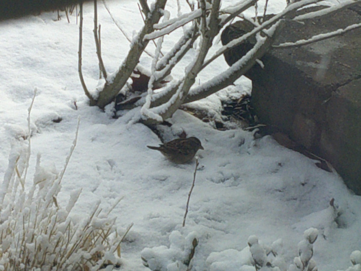 House Sparrow - ML407882701
