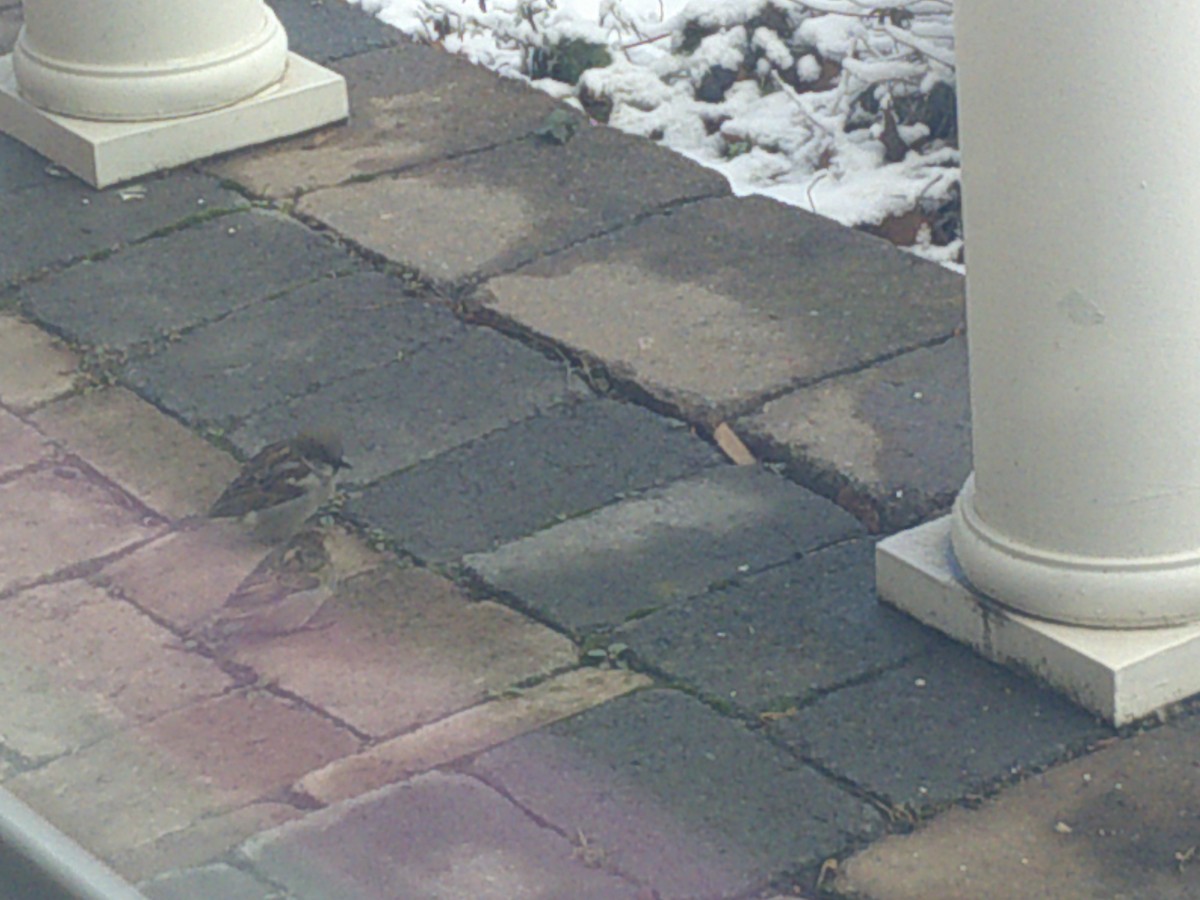 House Sparrow - ML407882881