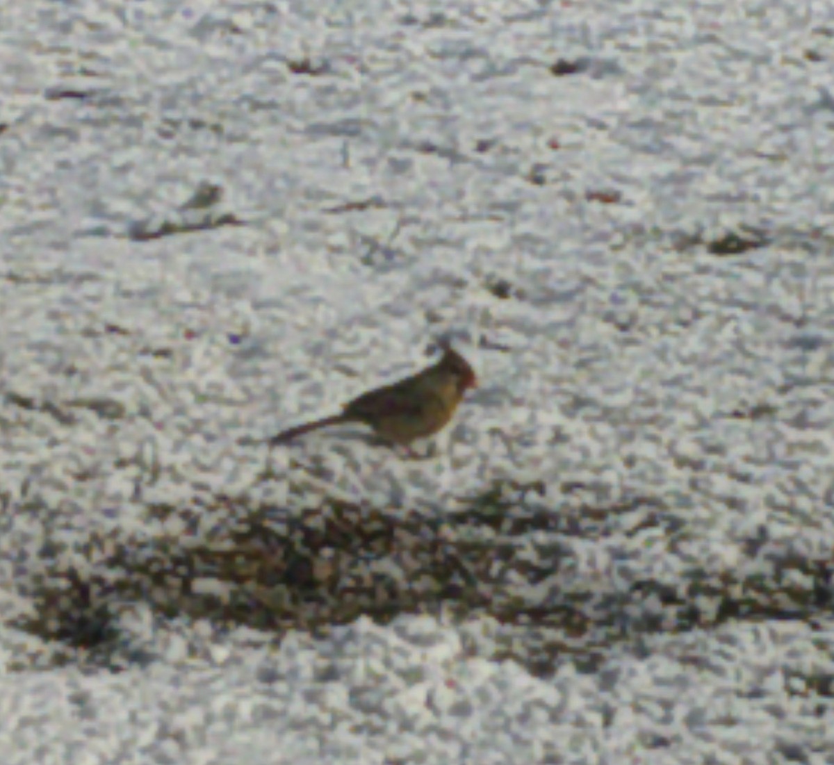 Northern Cardinal - ML407883041