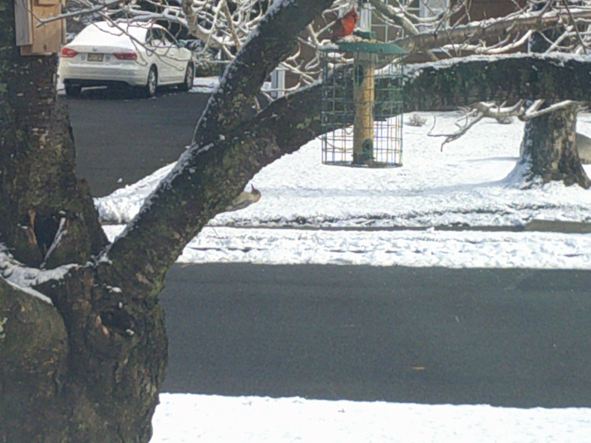 Red-bellied Woodpecker - ML407883271