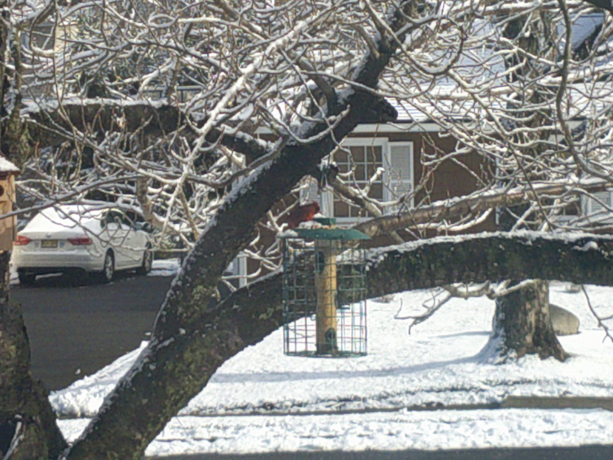 Northern Cardinal - ML407883491