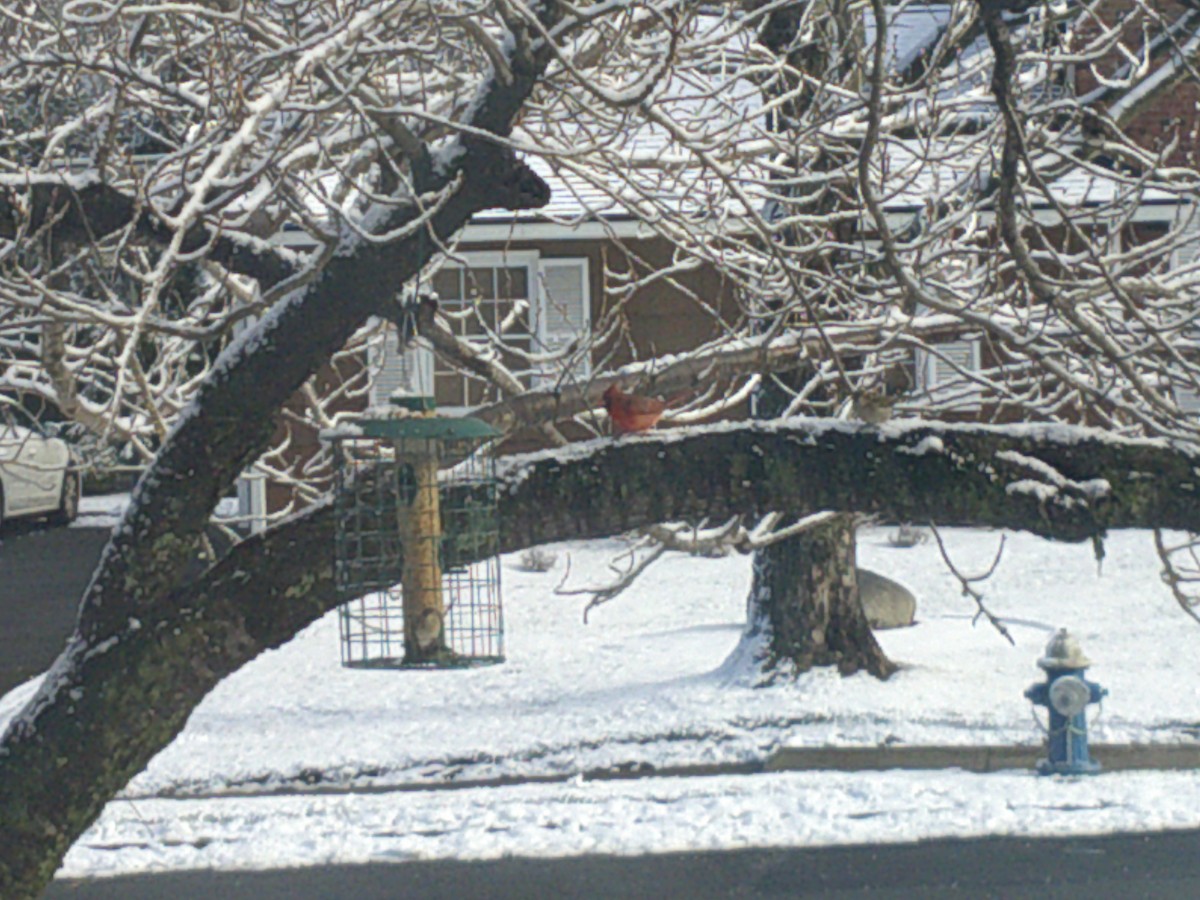 Northern Cardinal - ML407883931