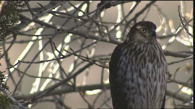 Cooper's Hawk - ML407884