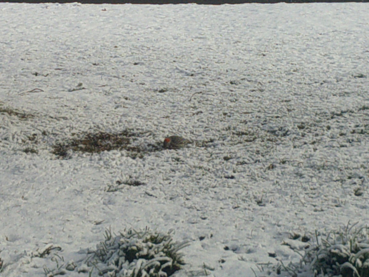 Red-bellied Woodpecker - ML407884111