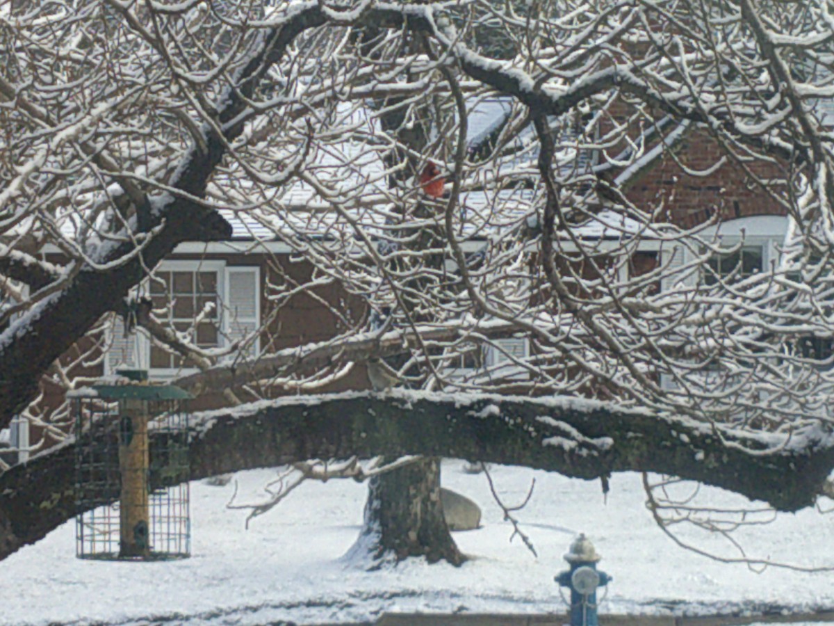 Northern Cardinal - ML407884191