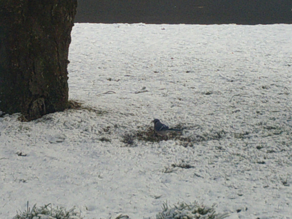 Blue Jay - ML407884281