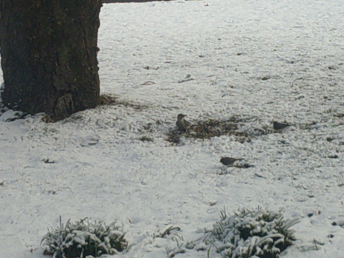 Dark-eyed Junco - ML407884291