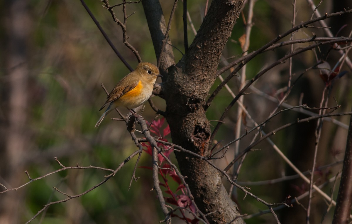 Red-flanked Bluetail - ML40788431