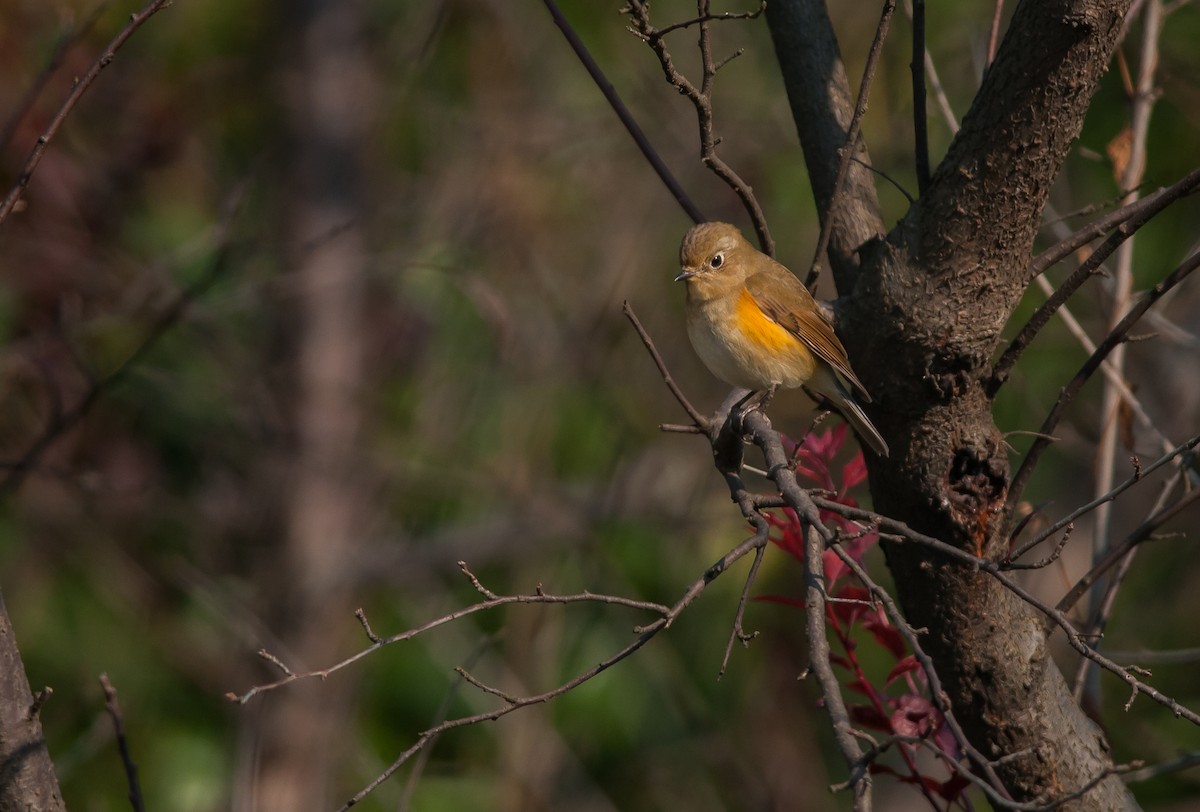 Red-flanked Bluetail - ML40788441