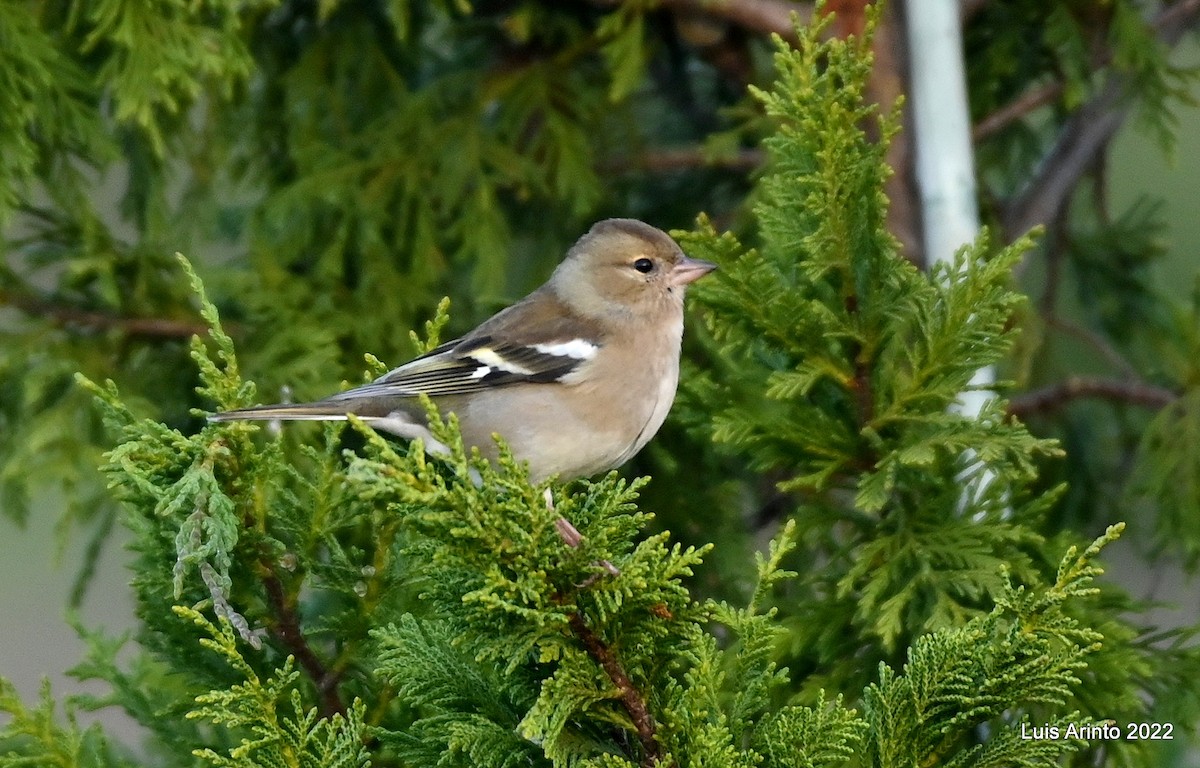 Common Chaffinch - Luis Arinto