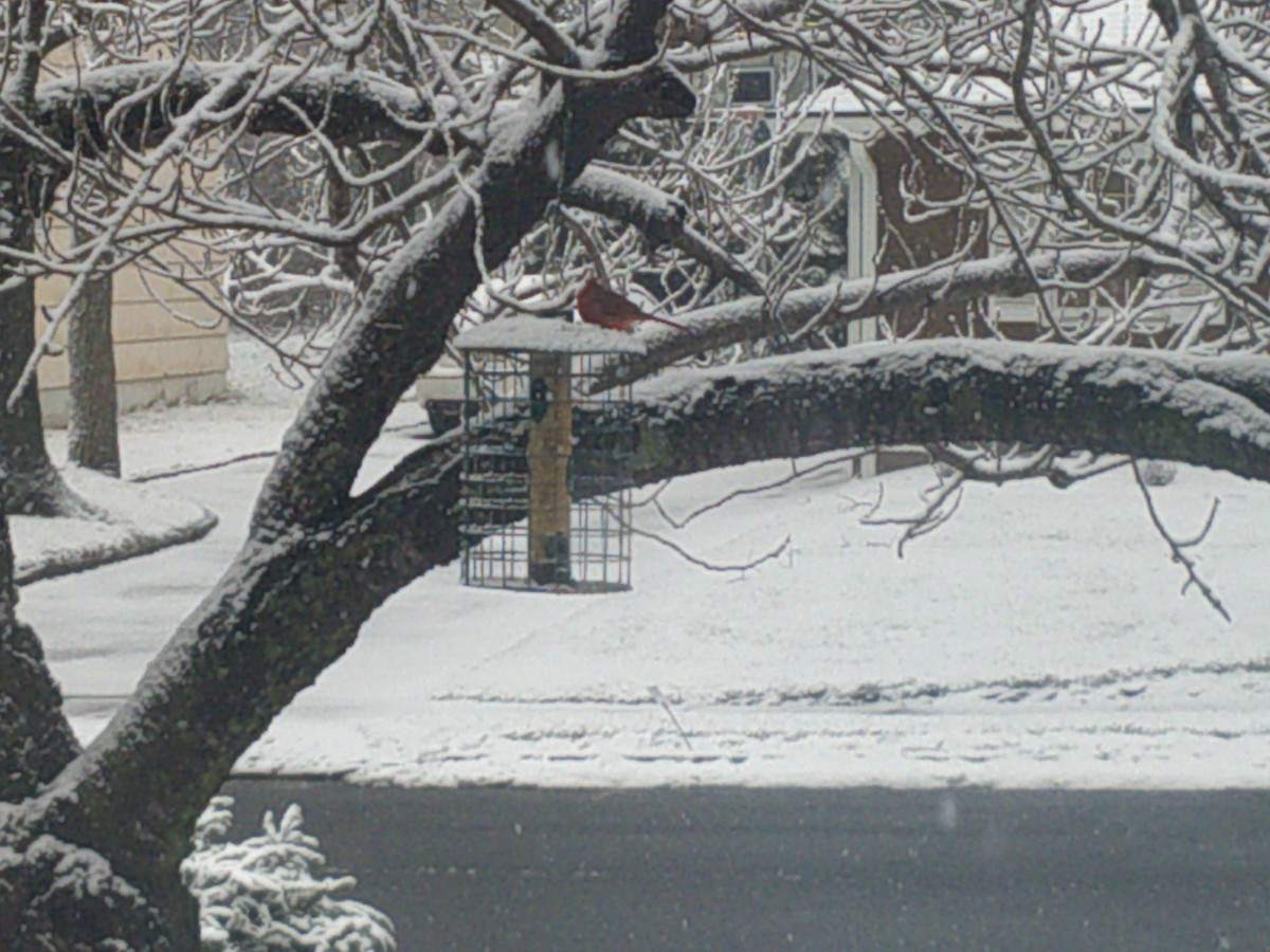 Northern Cardinal - ML407884811
