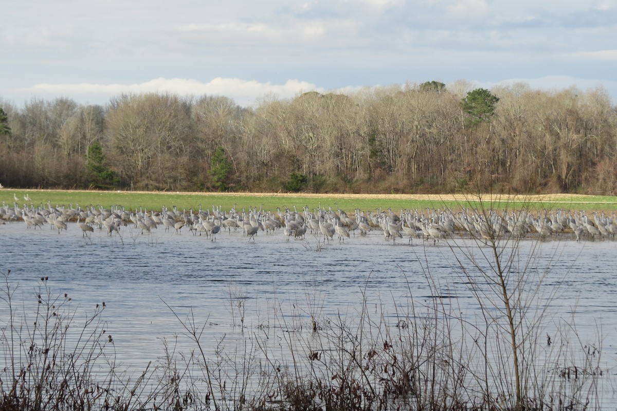 Sandhill Crane - ML407885101