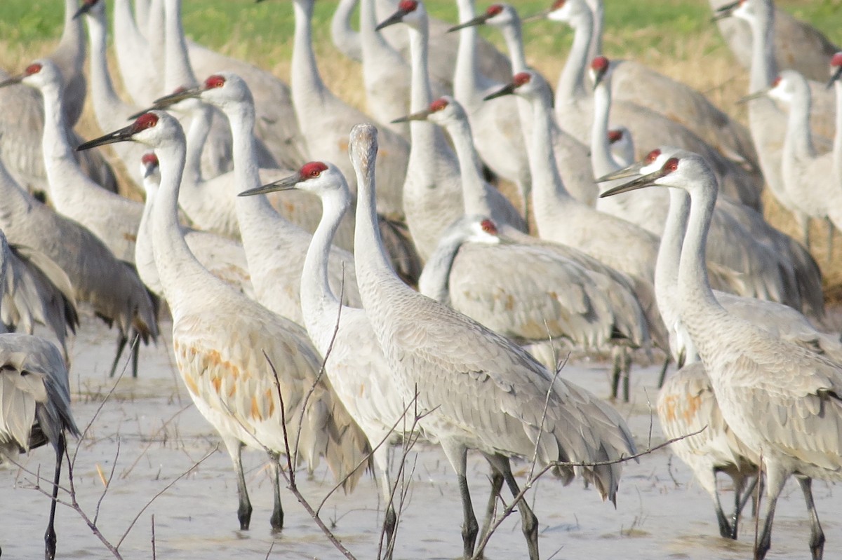 Sandhill Crane - ML407885131