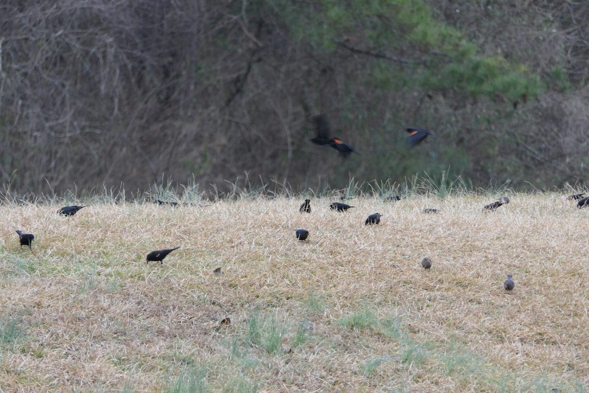 Red-winged Blackbird - ML407885571