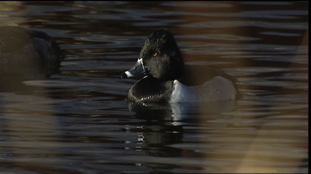 Ring-necked Duck - ML407886