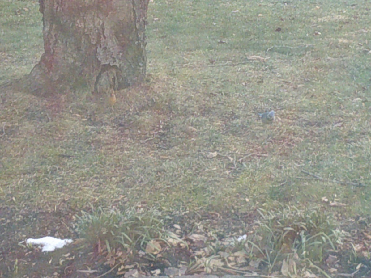 Blue Jay - ML407886131