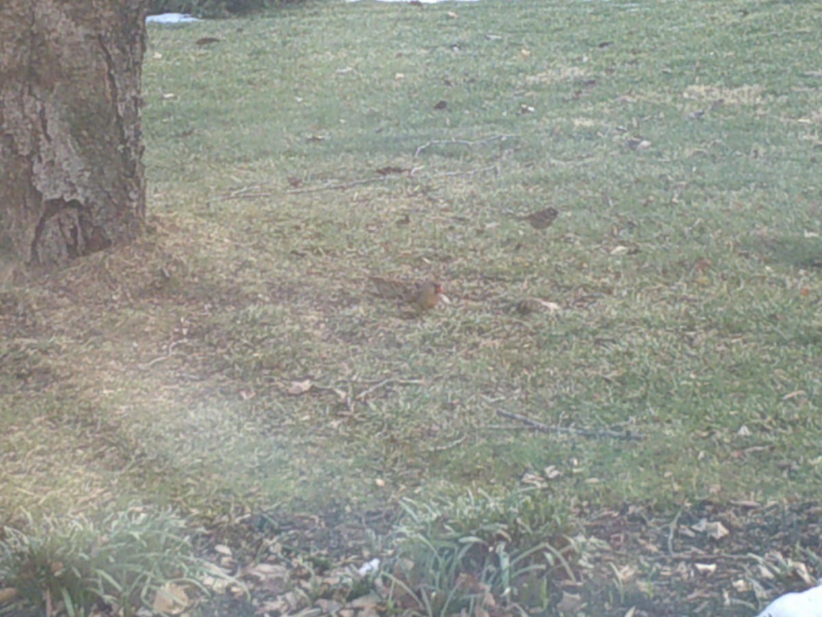 Northern Cardinal - ML407886431