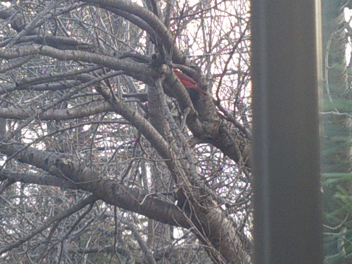Northern Cardinal - ML407886491