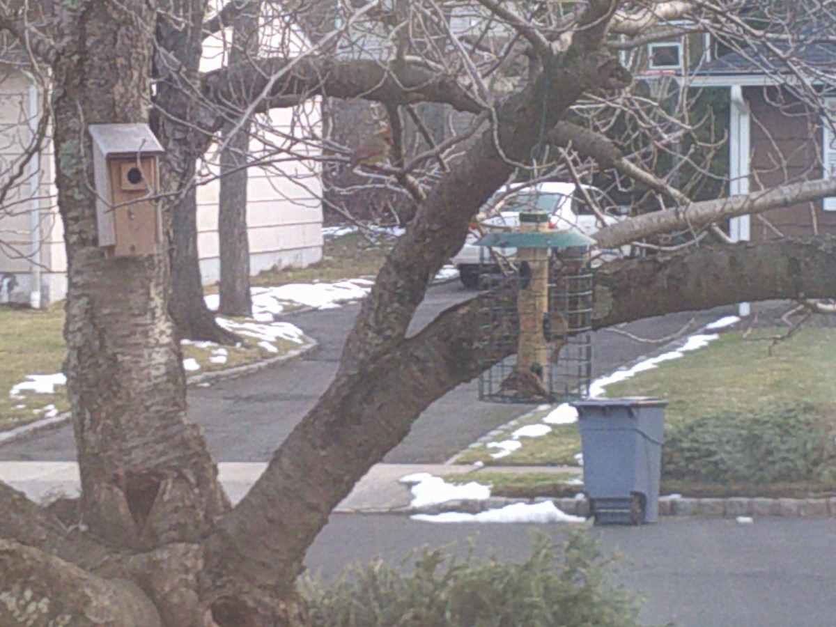 House Sparrow - ML407886871