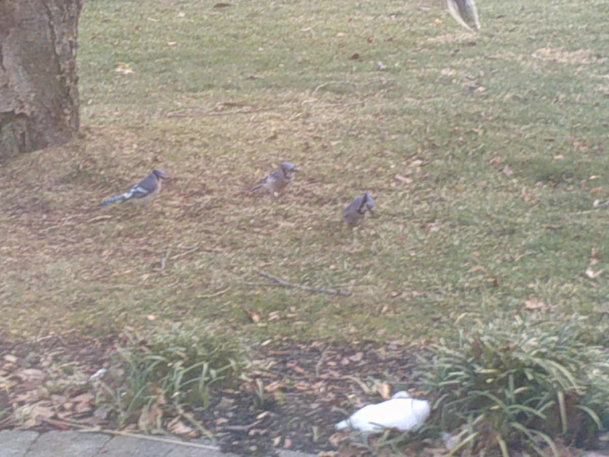 Blue Jay - ML407886941