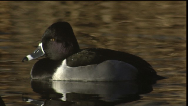 Ring-necked Duck - ML407887