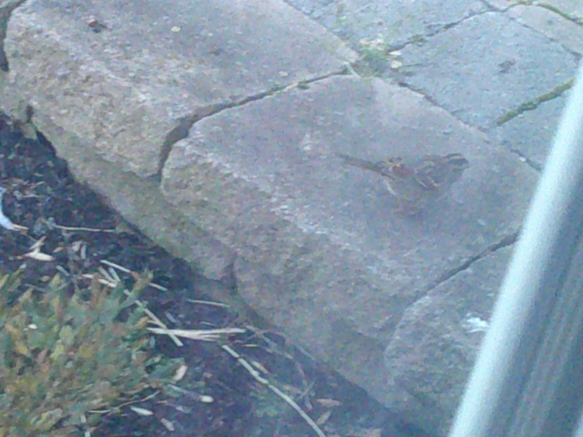 House Sparrow - ML407887101