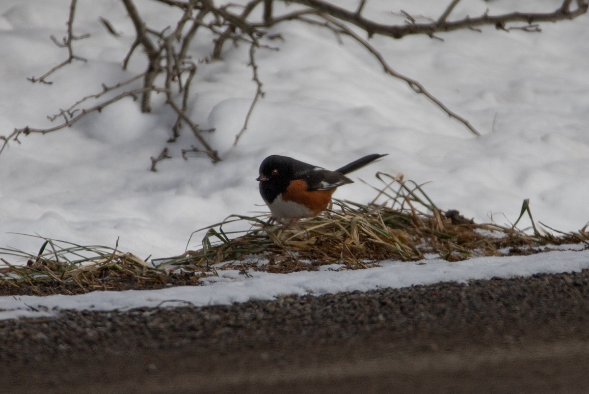 Eastern Towhee - Rob  Sielaff