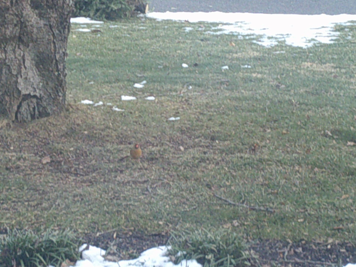 Northern Cardinal - ML407887231