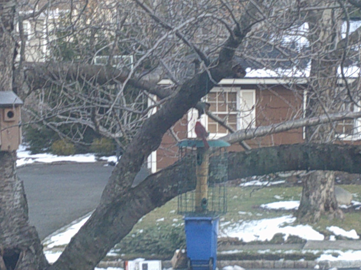 Northern Cardinal - Kate Shiflett