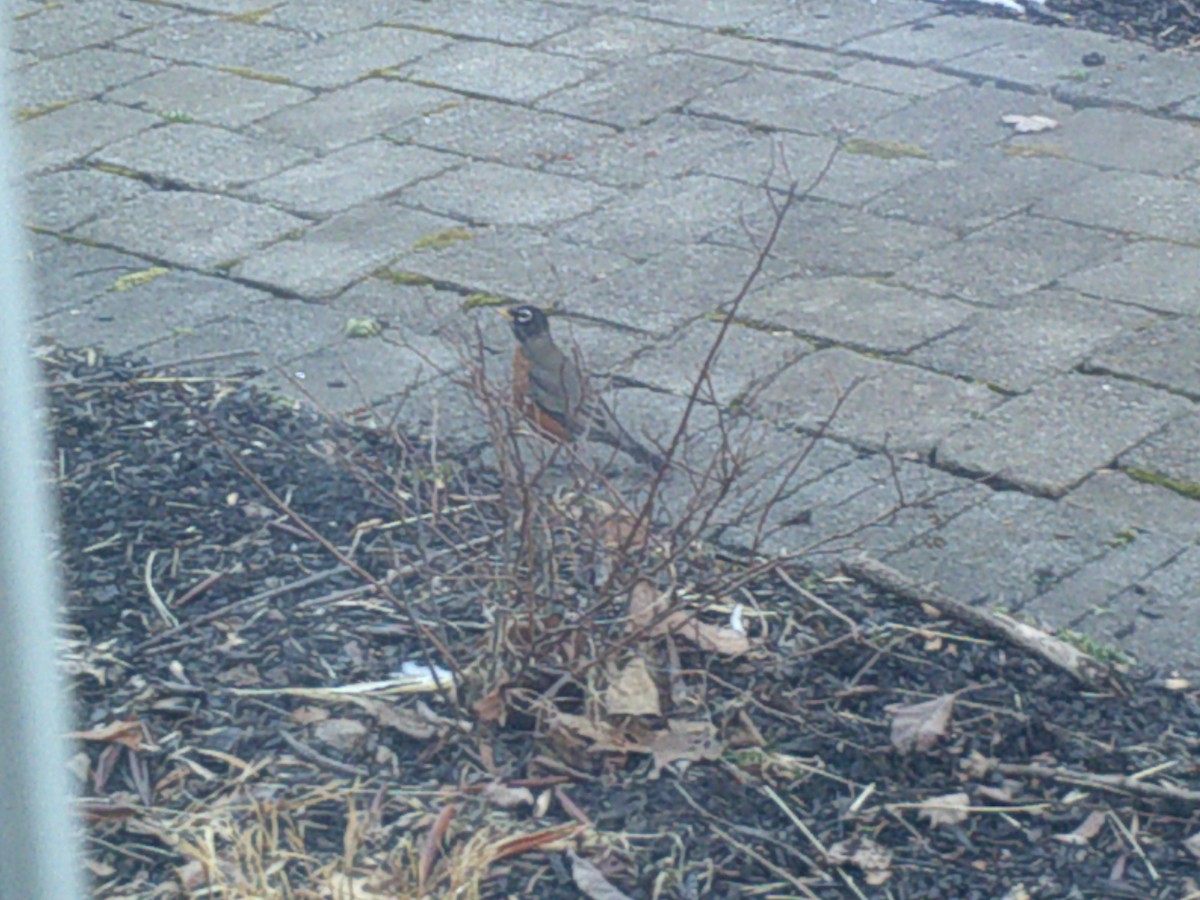 American Robin - ML407887361