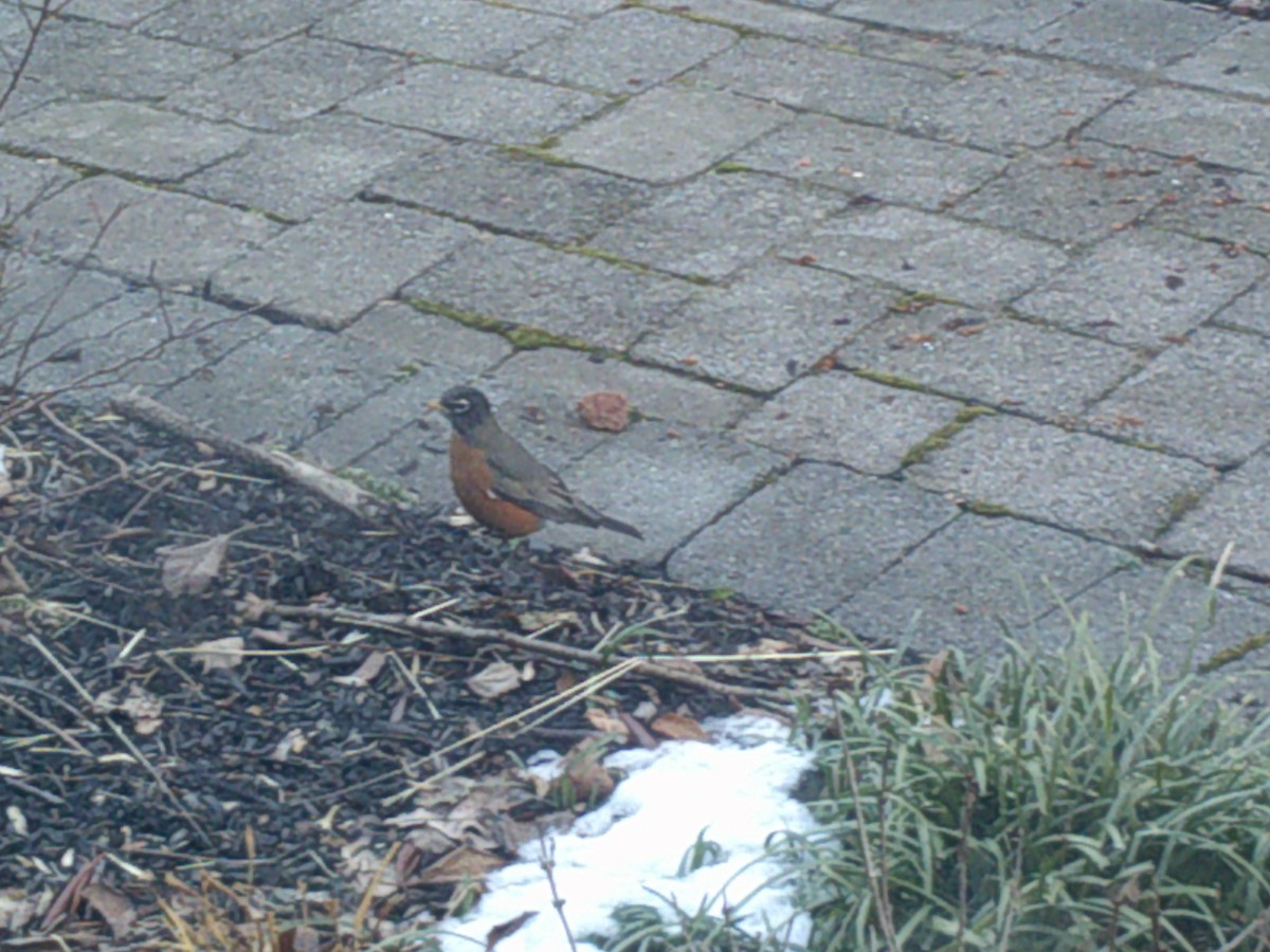 American Robin - ML407887381
