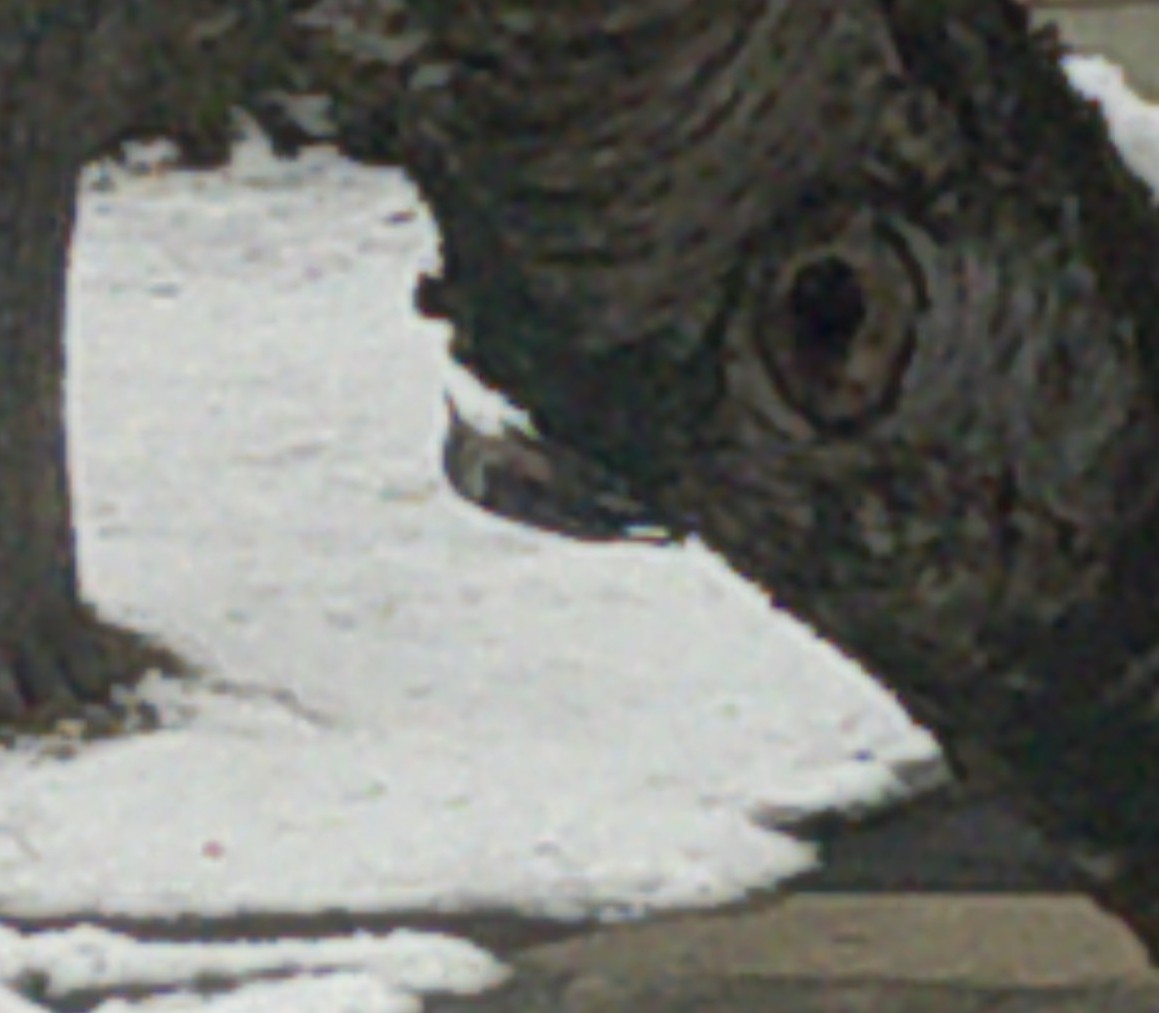 White-breasted Nuthatch - ML407888151
