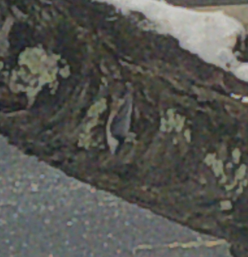 White-breasted Nuthatch - ML407888211