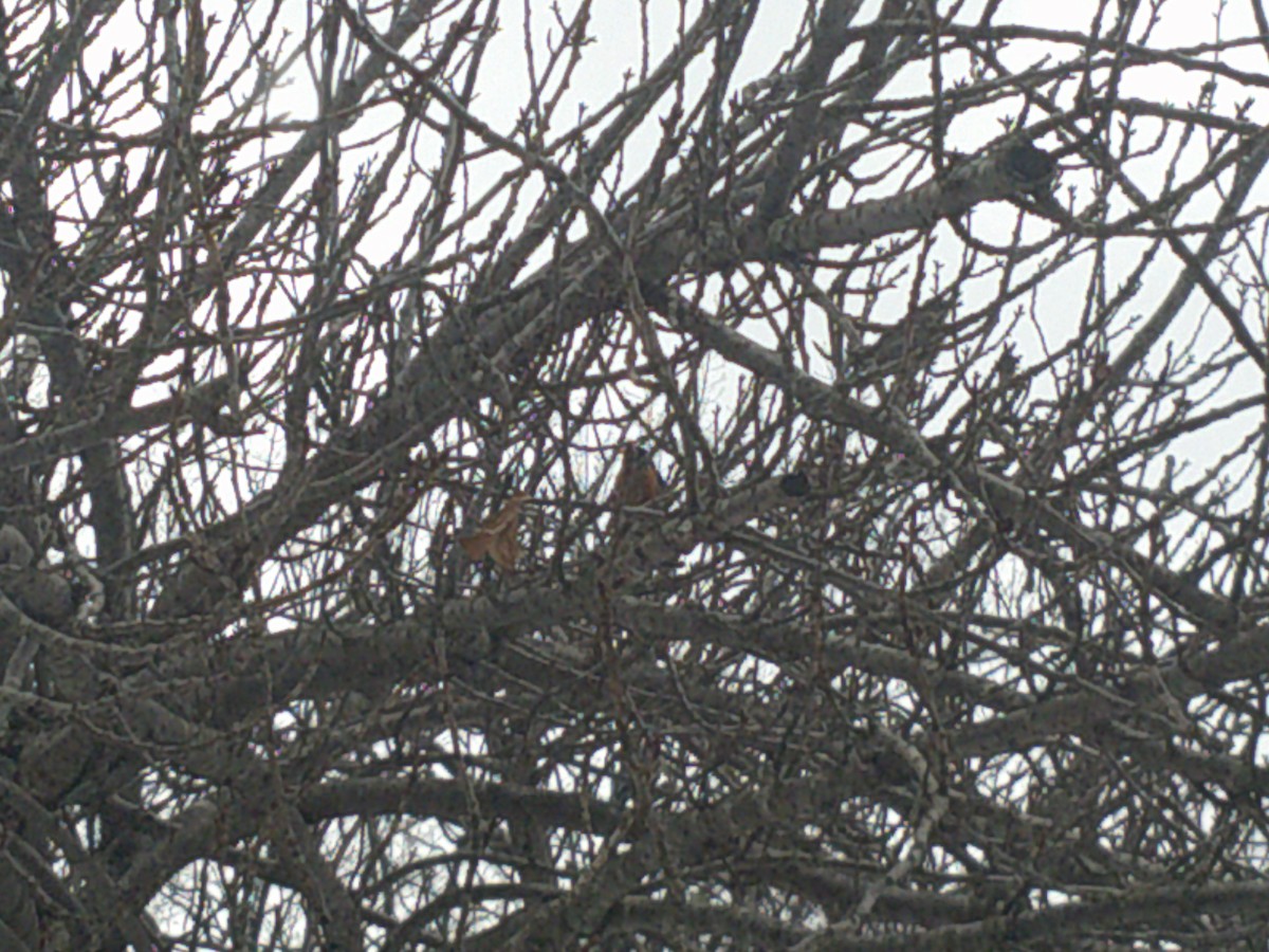 American Robin - ML407888301