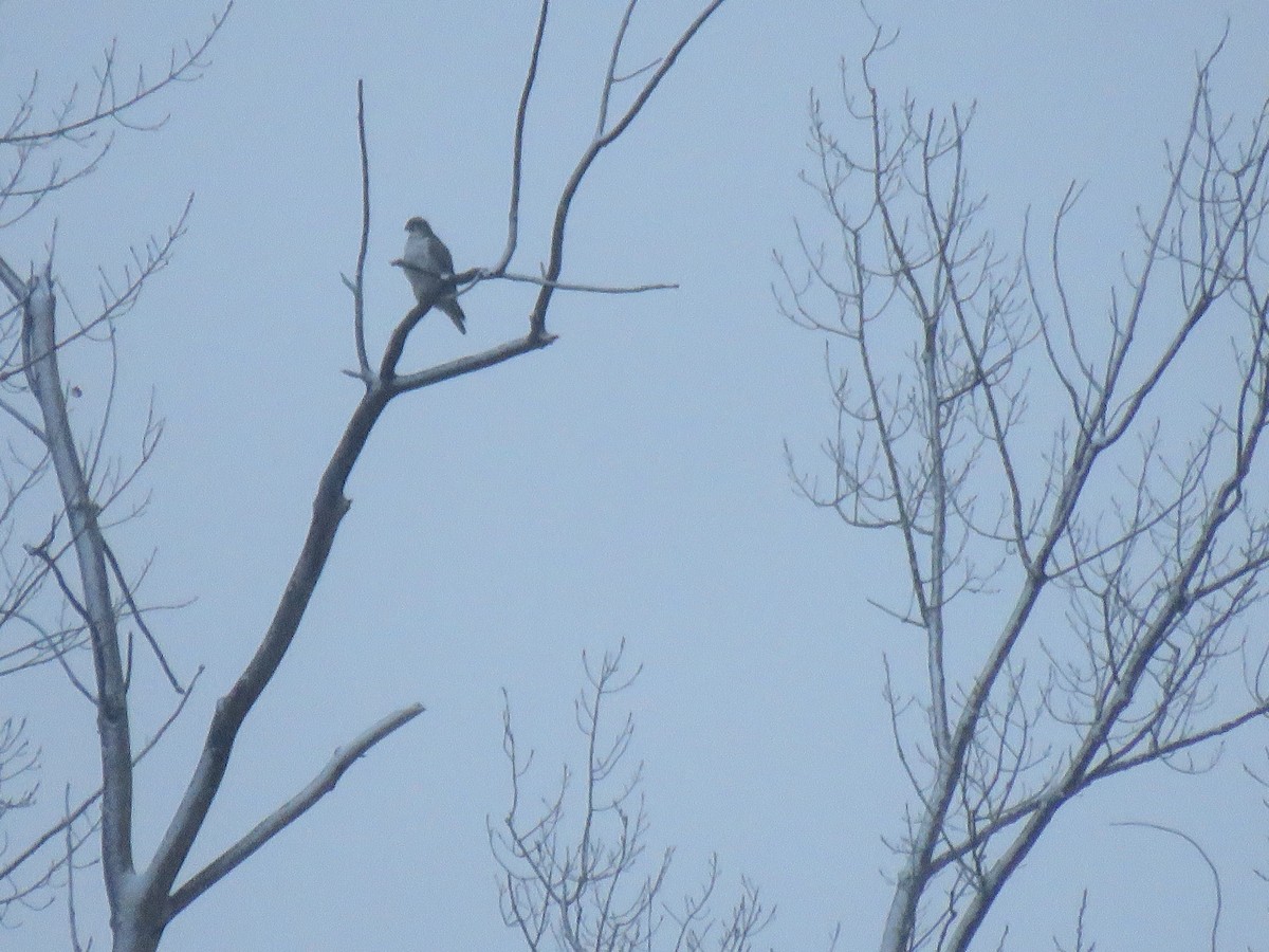 Gyrfalcon - ML407888641